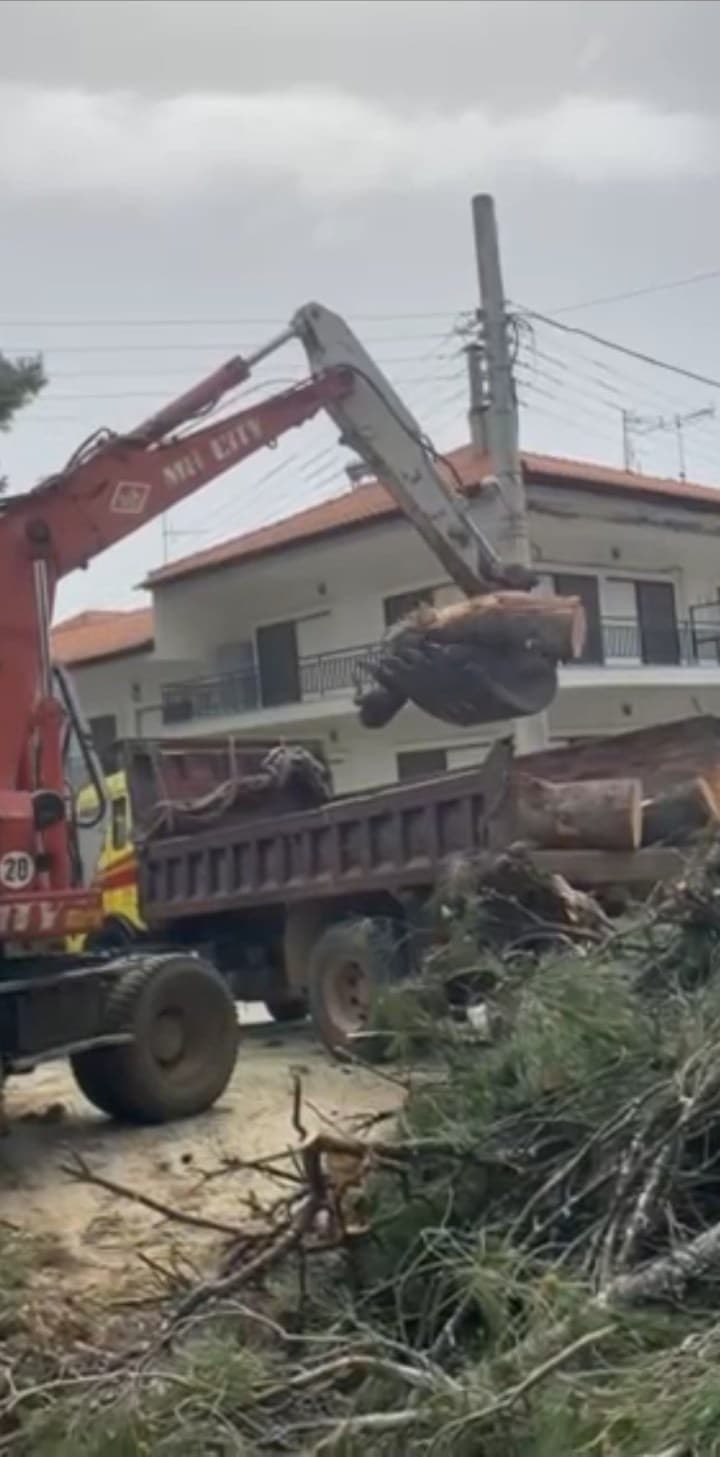 Φορτηγό φορτώνεται με κορμούς
