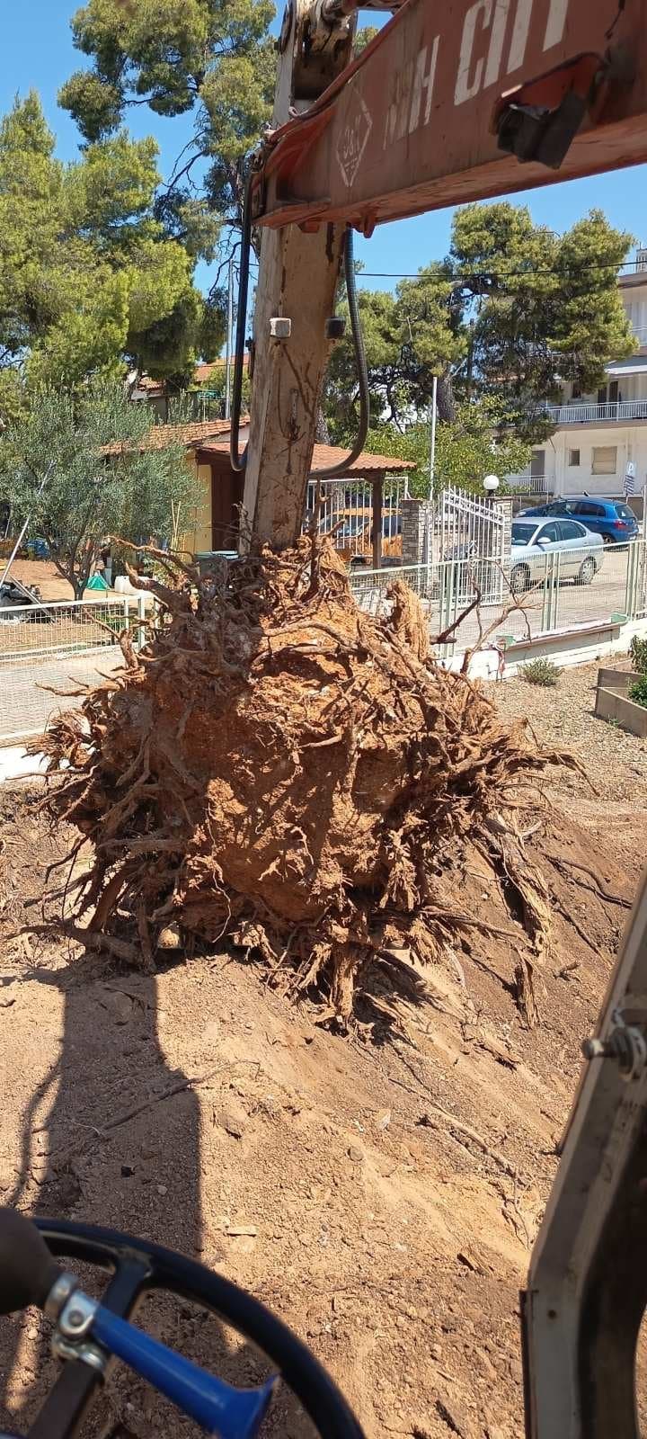 Μεγάλη ρίζα δέντρου στον κουβά του εκσκαφέα